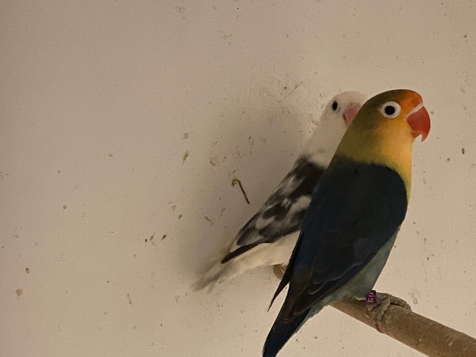 Te koop agaporniden 10 stuks, Meerdere dieren, Dwergpapegaai of Agapornis, Geringd