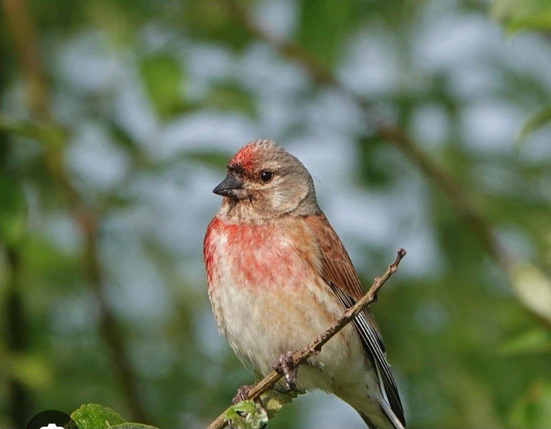 kneu  pop, Dieren en Toebehoren, Meerdere dieren