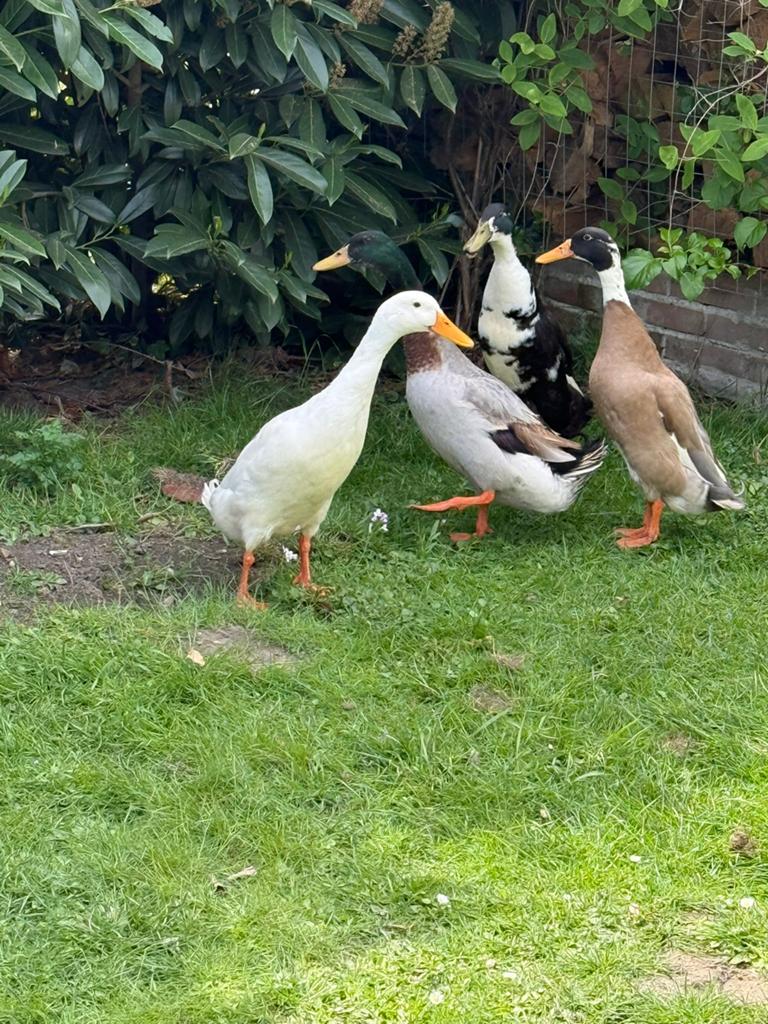 Loopeenden te koop, Dieren en Toebehoren, Pluimvee, Meerdere dieren, Eend