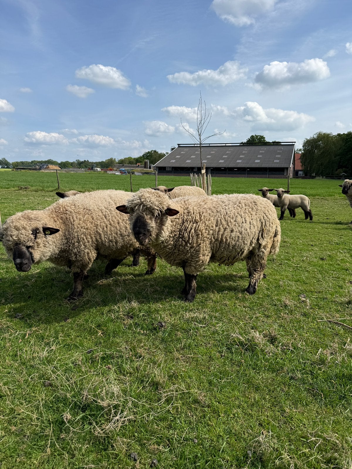 Hampshire down ram, Dieren en Toebehoren, Mannelijk, Schaap