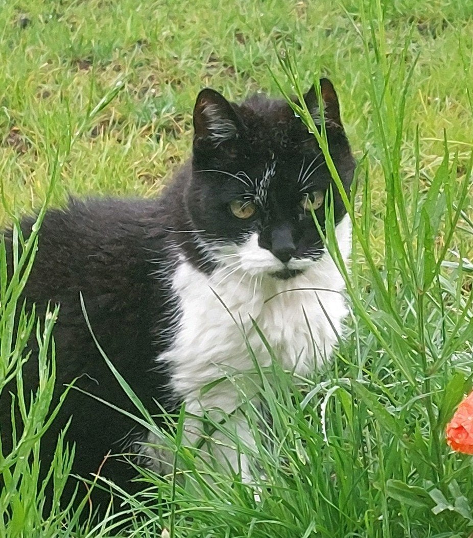 Katten oppas gezocht voor begin augustus in Dieren