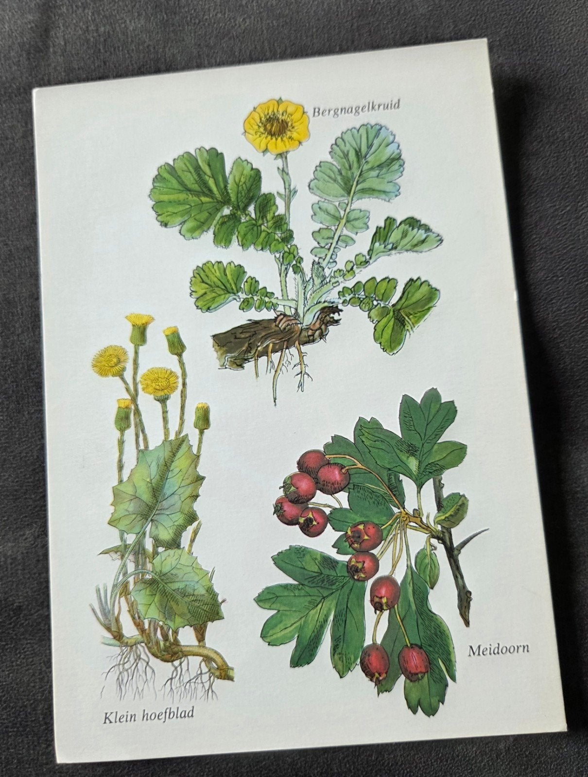 Bergkruid, Hoefblad, Meidoorn, Verzenden, 1960 tot 1980, Ongelopen, Overige thema's