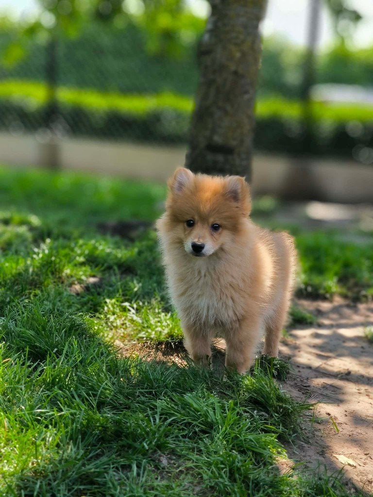 Prachtige keeshondjes geboren in België, Dieren en Toebehoren, Honden | Poolhonden, Keeshonden en Oertypen, Parvo, België, Keeshond