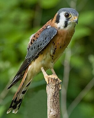 GEZOCHT koppeltje Amerikaanse torenvalkjes, Meerdere dieren, Roofvogel, Geringd