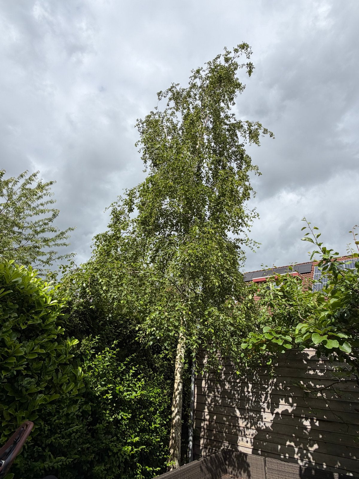 Ruwe berk van circa 9 a 10 meter hoog, Tuin en Terras, Planten | Bomen, Overige soorten, Lente, 400 cm of meer, Ophalen