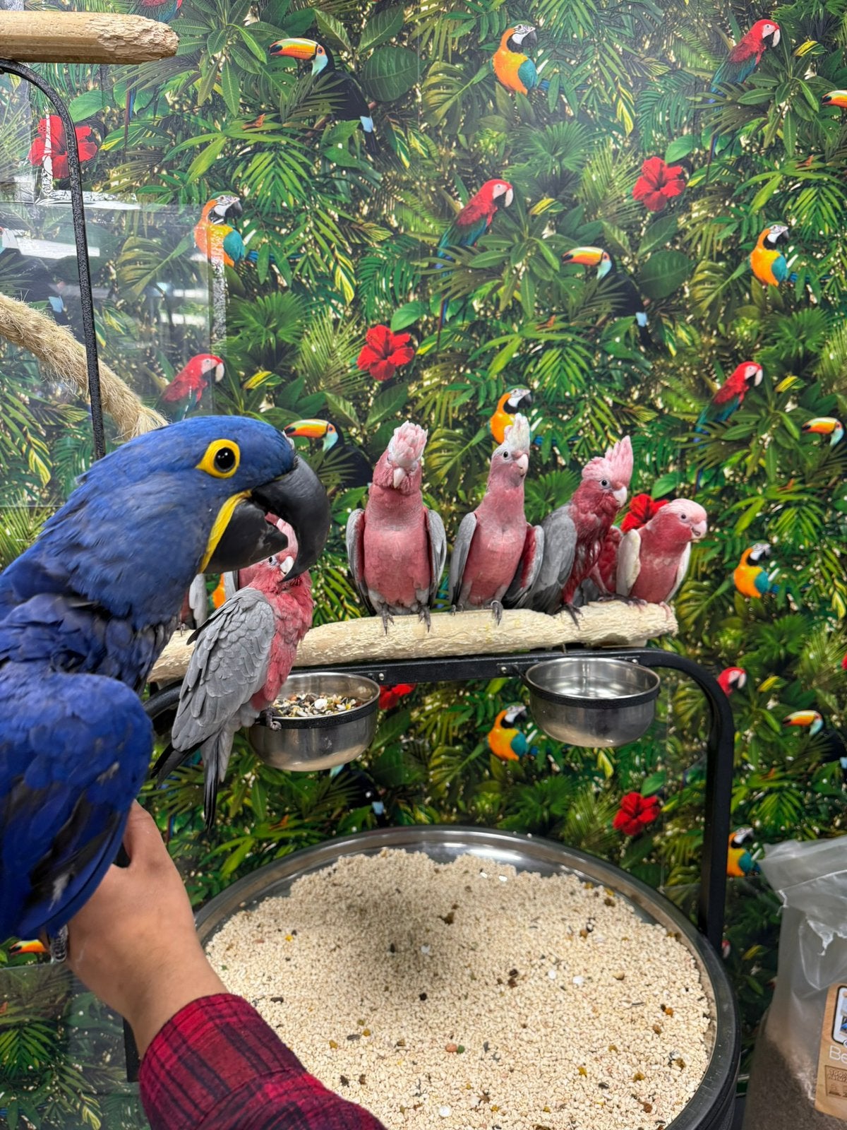 Tam rose kaketoe’s, Meerdere dieren, Papegaai, Pratend