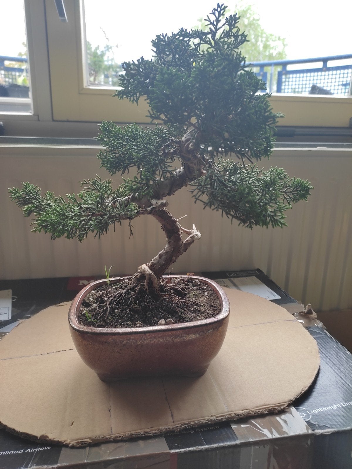 Juniper bonsai, Bloeit niet, Overige soorten, Minder dan 100 cm, Ophalen