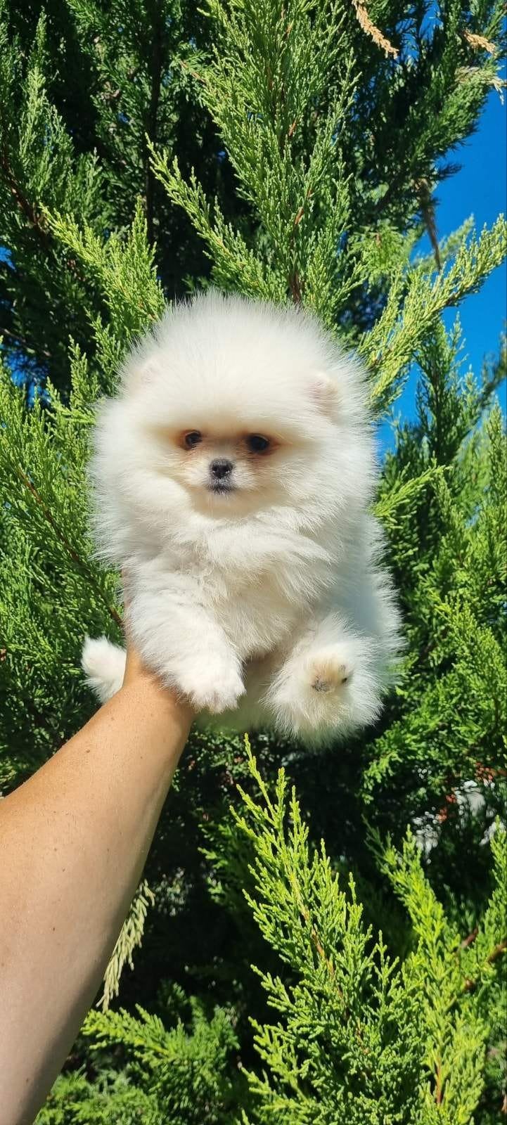 Pomeriaan pups, Dieren en Toebehoren, Particulier, 8 tot 15 weken, Buitenland, Eén hond