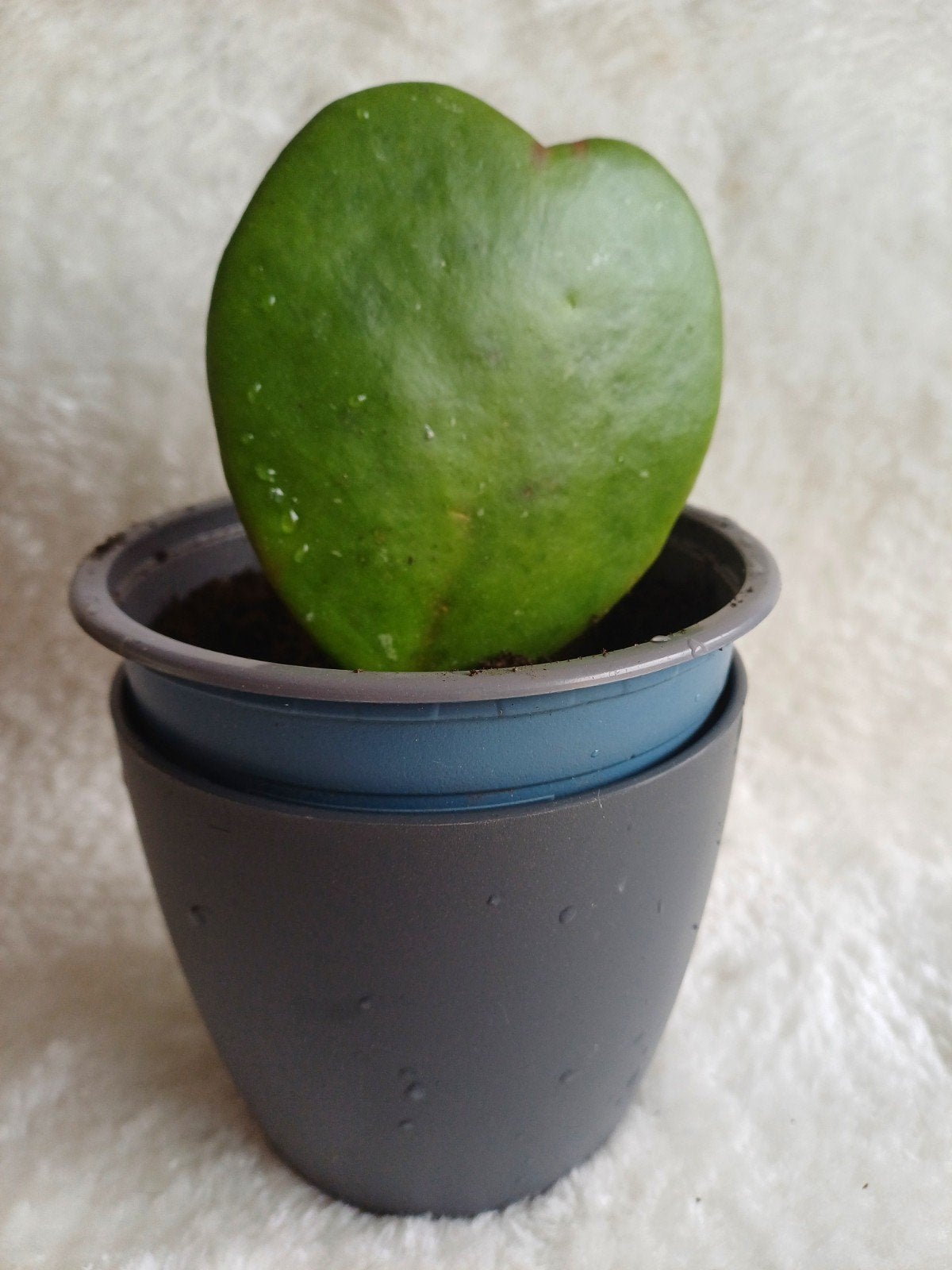 Hoya Kerrii / hartjesplant (P12) no. 3, Ophalen, Halfschaduw, Minder dan 100 cm