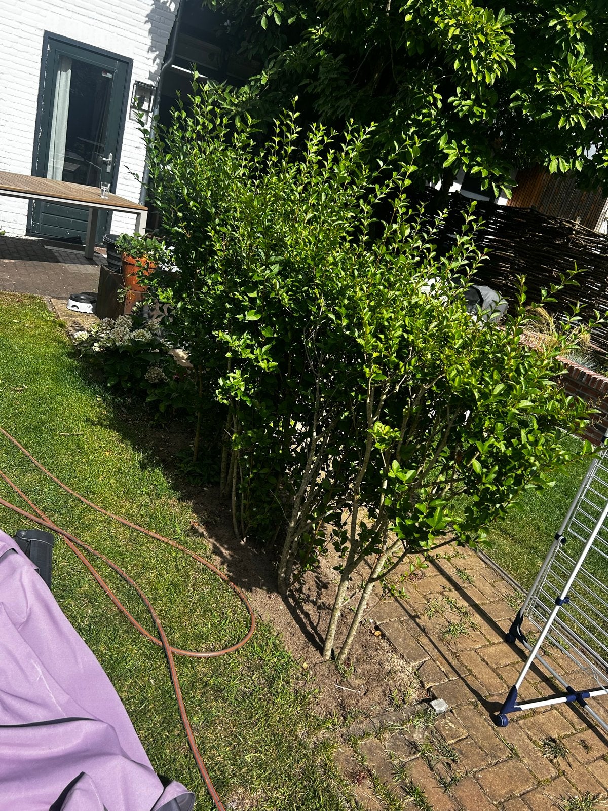 Liguster haag - Groene afscheiding voor uw tuin, Ophalen, Liguster, Haag, 100 tot 250 cm