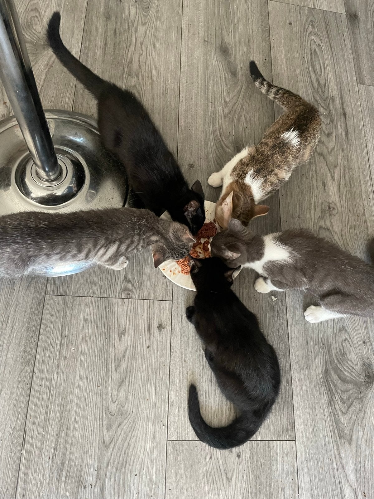 5 kittens 12 weken oud, Poes