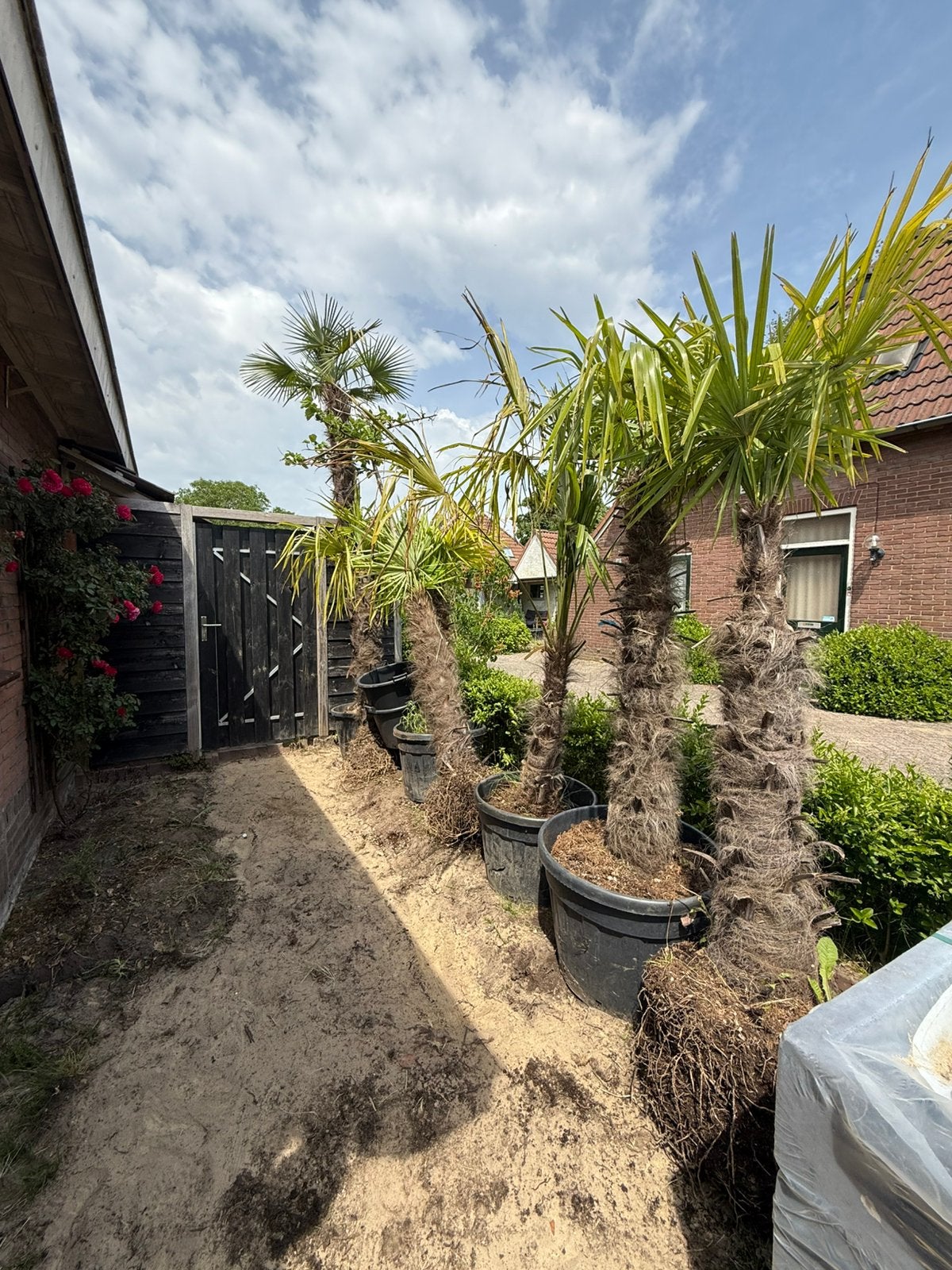 Diverse palmbomen te koop, Volle zon, Ophalen of Verzenden, 100 tot 250 cm, Zomer