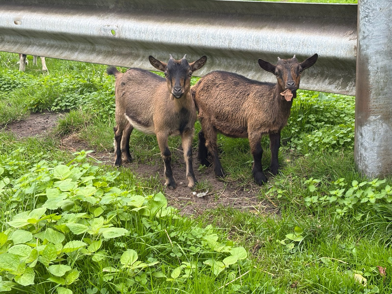 5 mooie dwerggeiten, Dieren en Toebehoren, Vrouwelijk, Geit, 0 tot 2 jaar