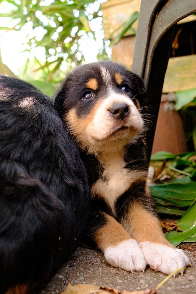 Grote Zwitserse Sennenhond pups, Dieren en Toebehoren, Teef, Eén hond, Nederland, Particulier