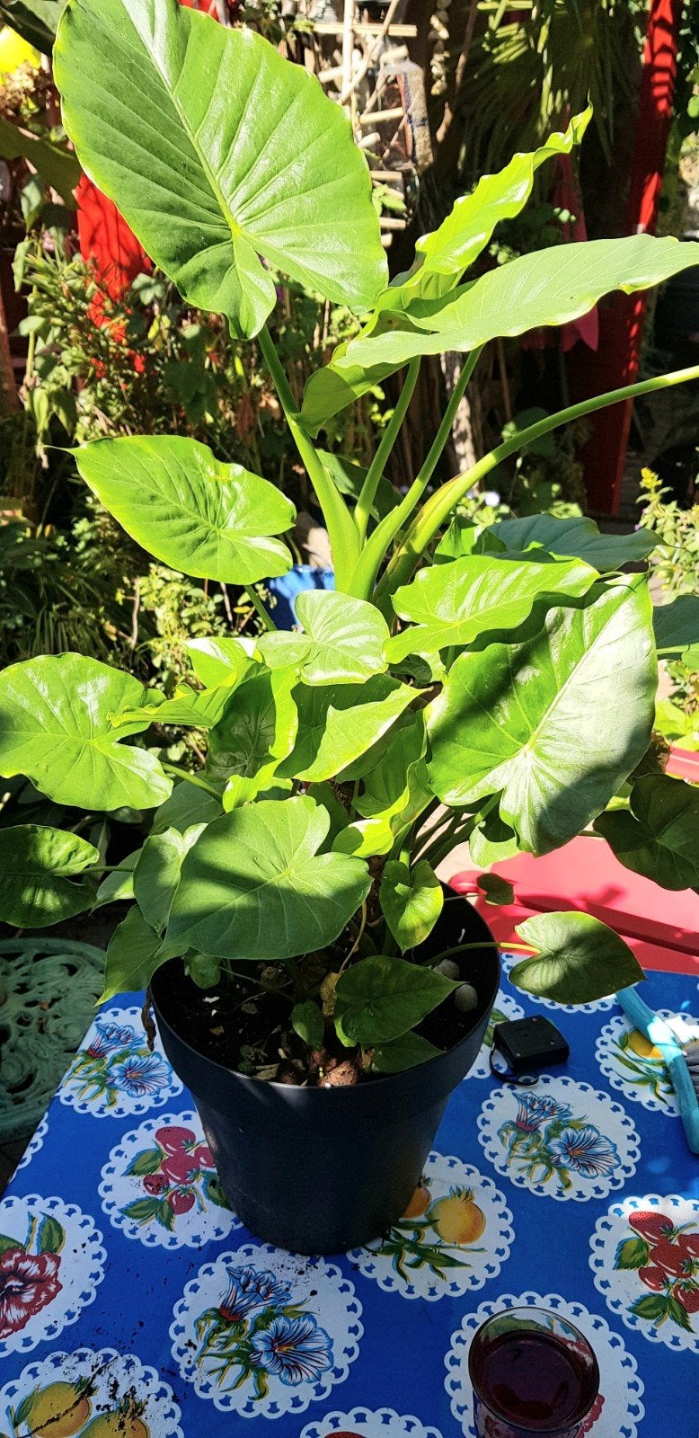 Alocasia Macrorrhiza, Huis en Inrichting, Groene kamerplant, Ophalen, Halfschaduw, Minder dan 100 cm
