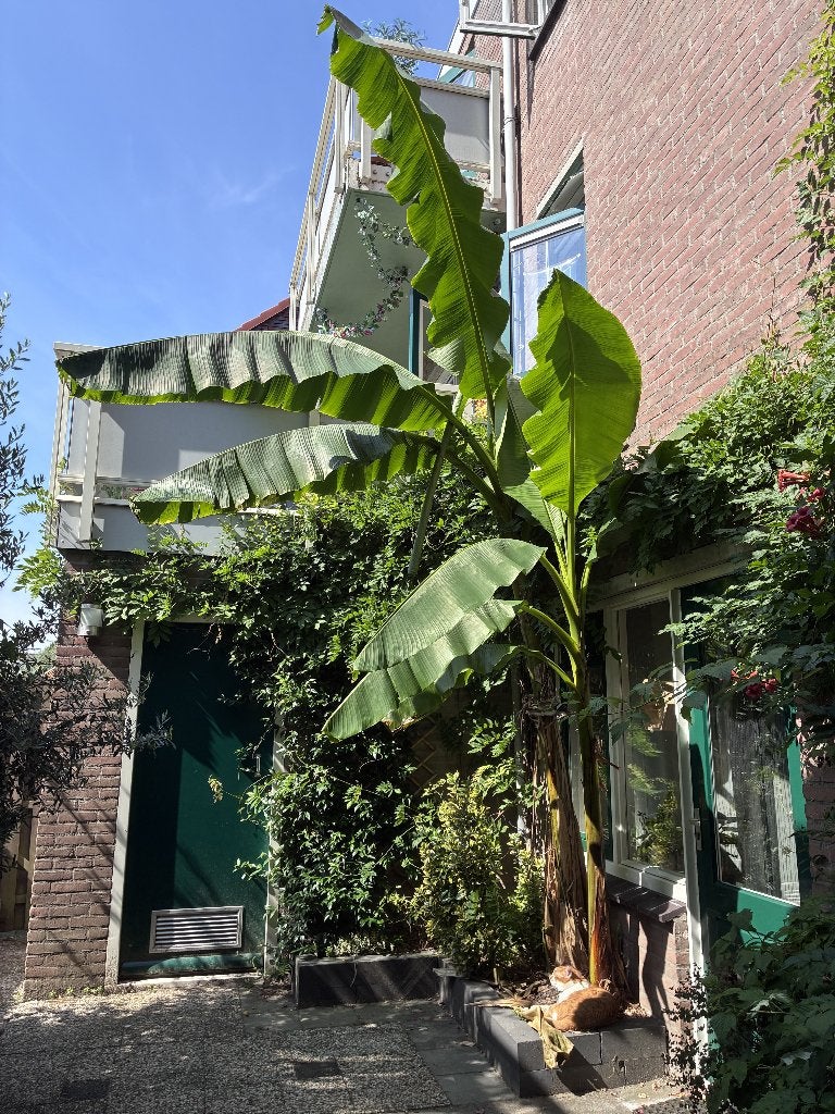 Bananenboom (Musa basjoo), Tuin en Terras, Bloeit niet, Overige soorten, 400 cm of meer, Ophalen