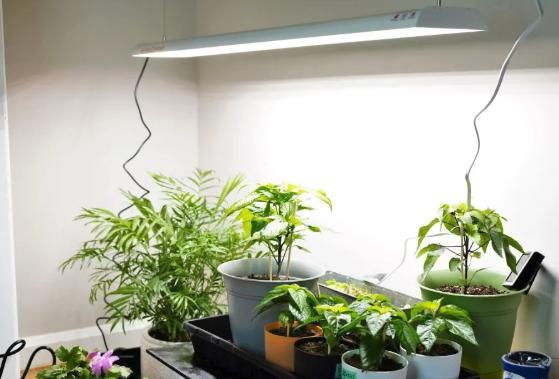 Spider Farmer SF600 LED Kweeklamp, Ophalen of Verzenden, Zo goed als nieuw, Kweeklamp