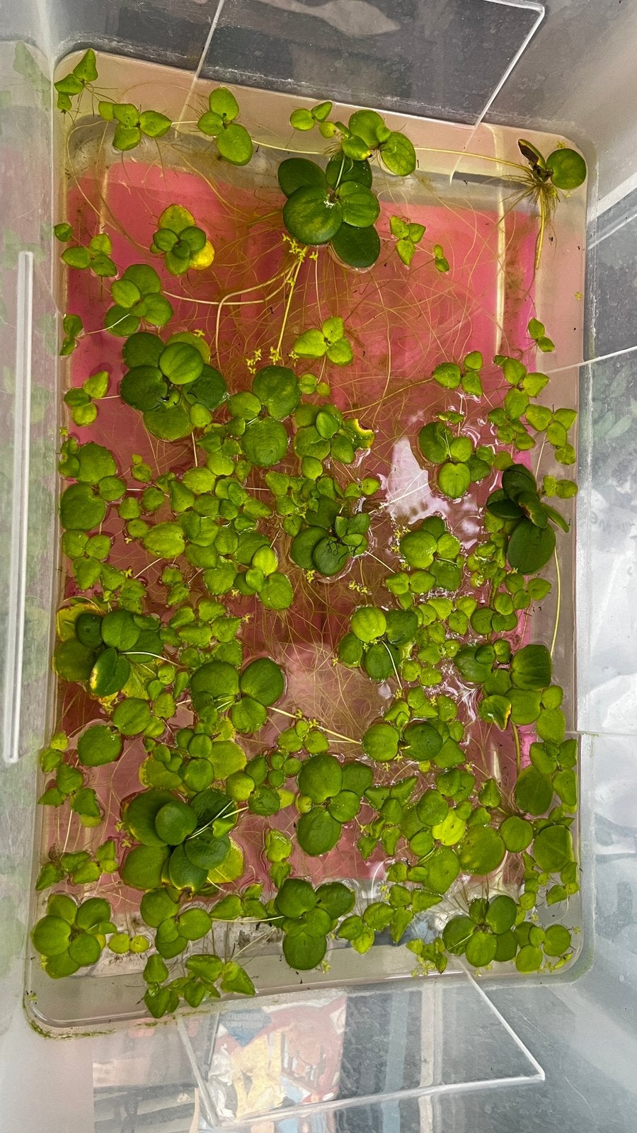 Kikkerbeet – gezonde drijfplanten uit eigen kweek, Dieren en Toebehoren, Ophalen, Nieuw, Plant(en), Steen of Hout