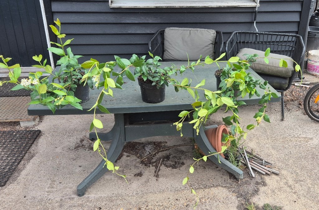 Toscaanse jasmijn, Ophalen, Volle zon, Vaste plant, Klimplanten