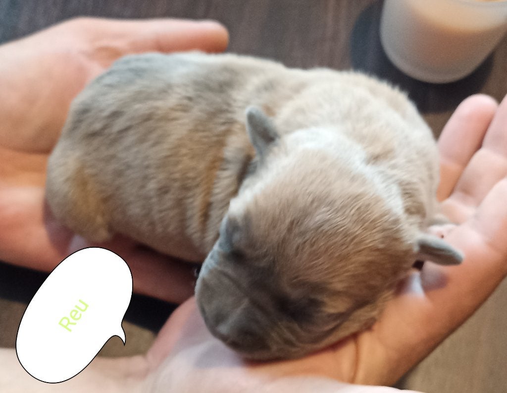 Prachtige raszuivere Amerikaanse stafford pups beschikbaar, 8 tot 15 weken, American Staffordshire Terriër, Parvo, Meerdere
