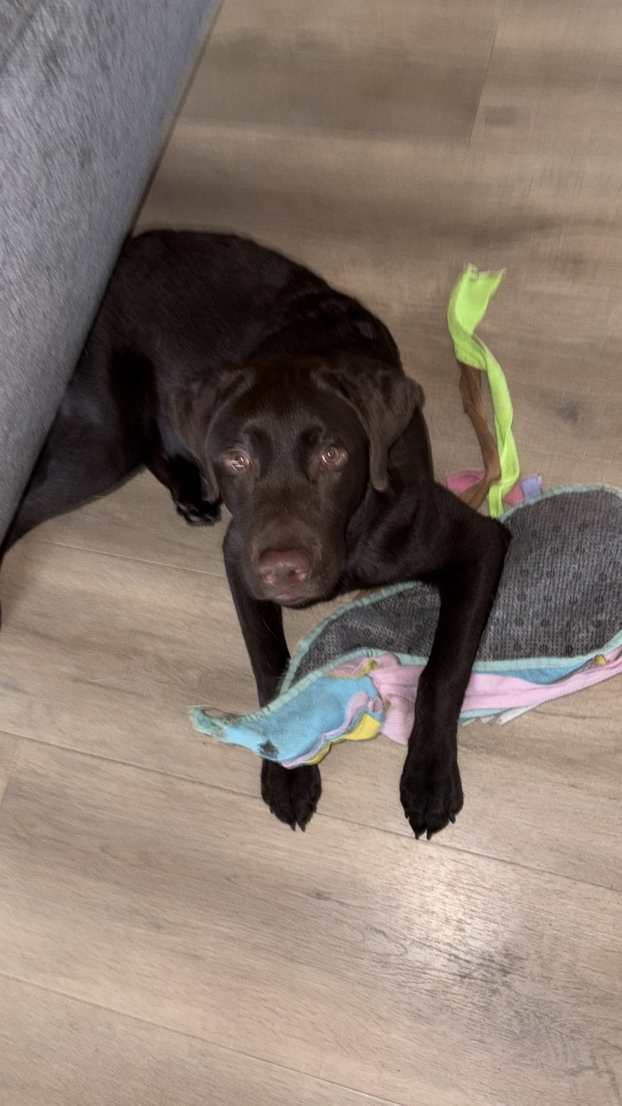 Labrador Reu, Dieren en Toebehoren, 15 weken tot 1 jaar, Reu, Labrador retriever, Parvo