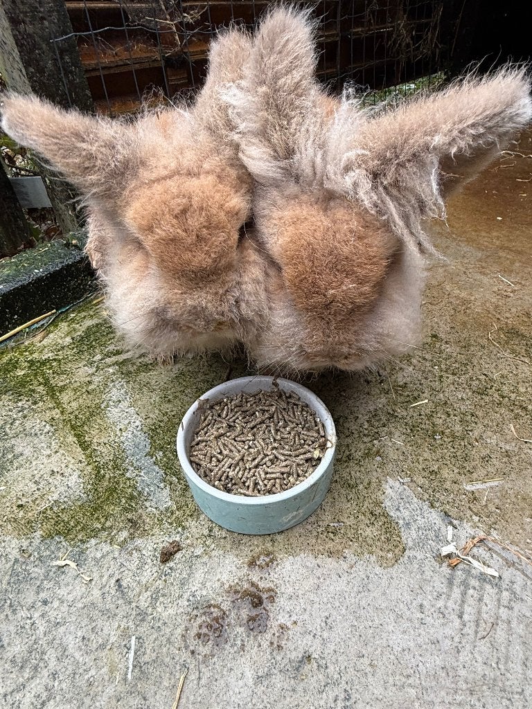 Baardmankonijnen, Dieren en Toebehoren, Mannelijk, Middelgroot, 0 tot 2 jaar
