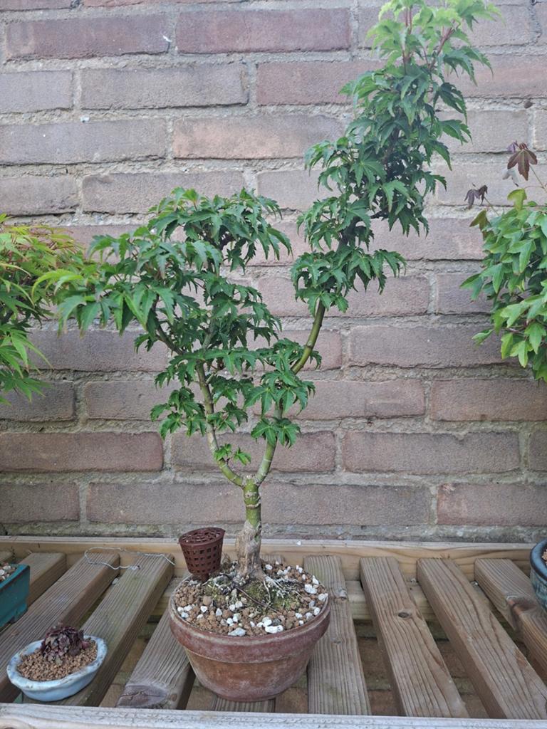 Acer shishigashira bonsai., Tuin en Terras, In pot, Bloeit niet, Halfschaduw, Minder dan 100 cm