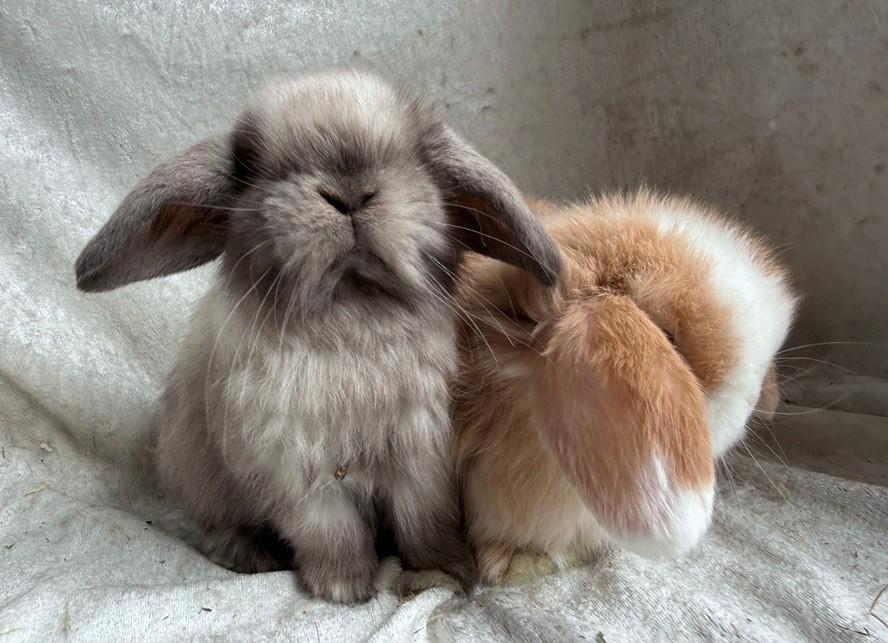 Echte eyecatchers super mooi lief handtam Minilop koppeltje, Dieren en Toebehoren, Konijnen, Meerdere dieren, Klein, Hangoor, 0 tot 2 jaar