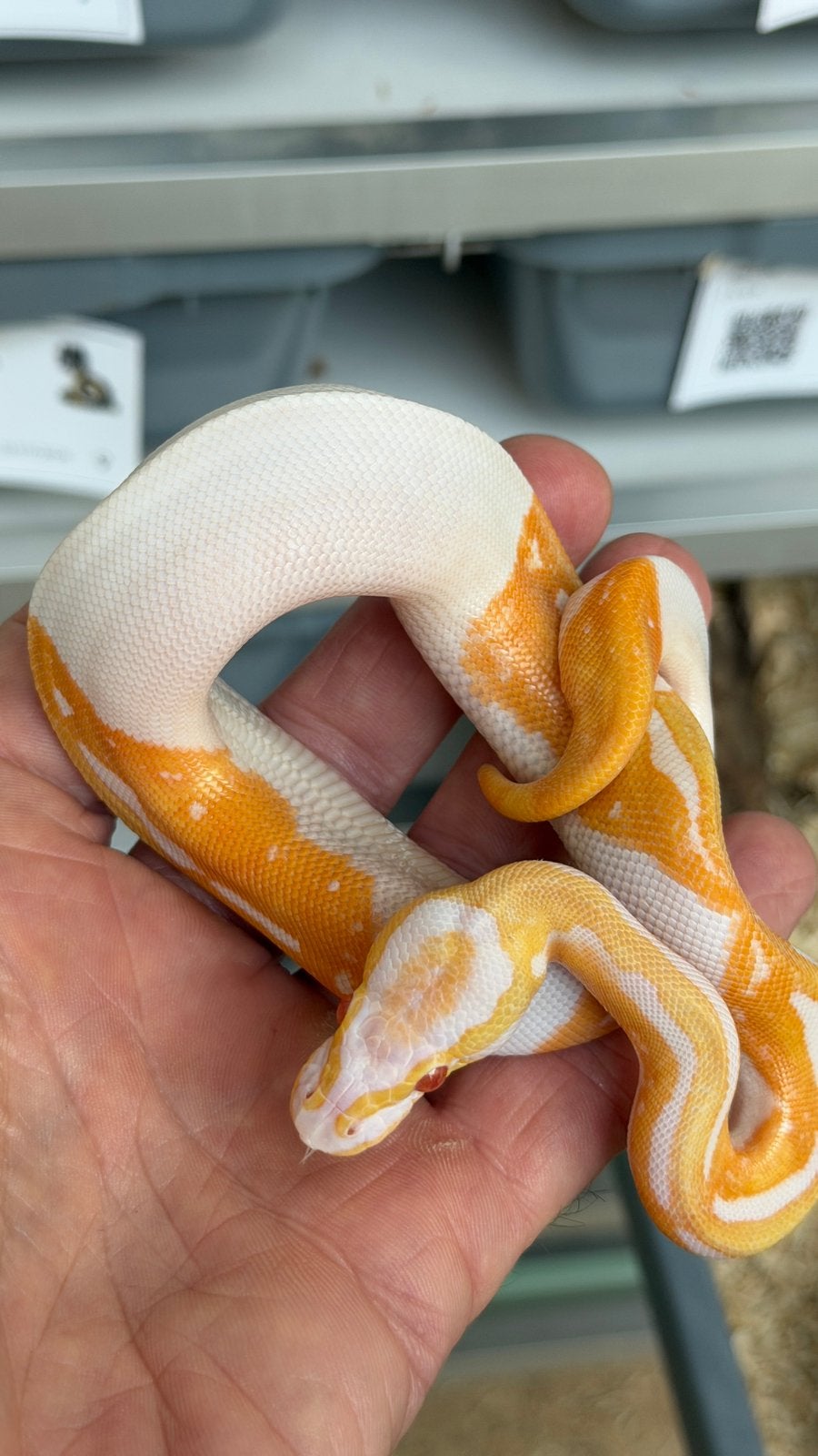 Super mooie albino pieds ball python Ball Python photo 3