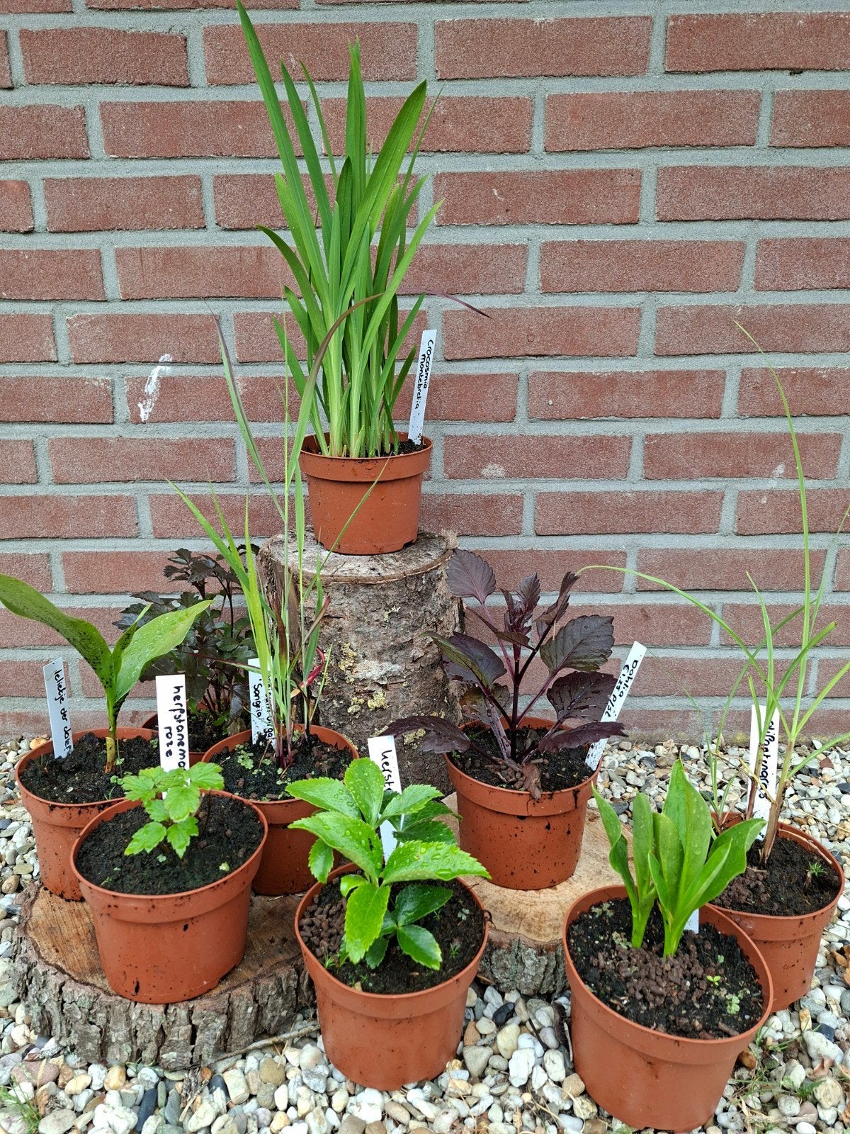 Te koop Tuinplantjes  €1,25 per stuk, Ophalen of Verzenden, Overige soorten, Volle zon