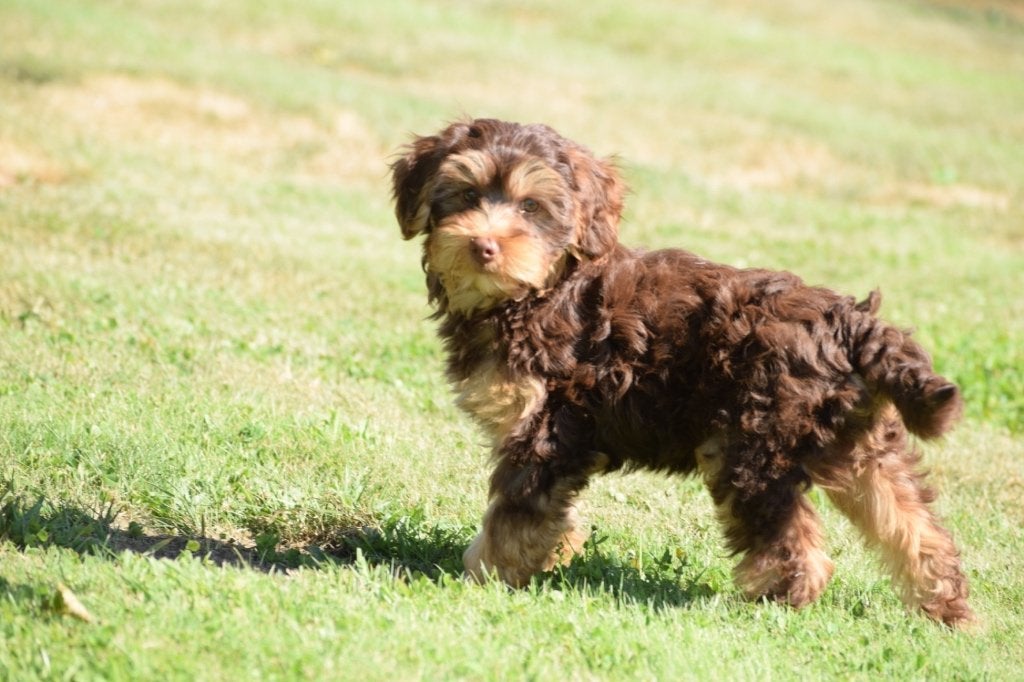 Boomer pups prachtige kleuren., Nederland, 15 weken tot 1 jaar, Parvo, Meerdere