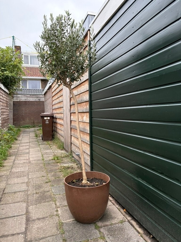 Olijfboom met bruine pot voor buiten, Bloeit niet, 100 tot 250 cm, Olijfboom, Ophalen