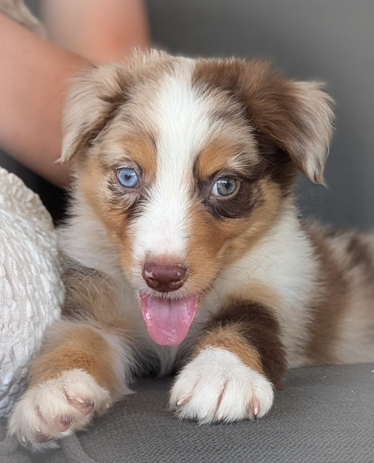 schattige Australian Shepherd pups mogen het nestje verlaten, Parvo, 8 tot 15 weken, Meerdere, Meerdere dieren