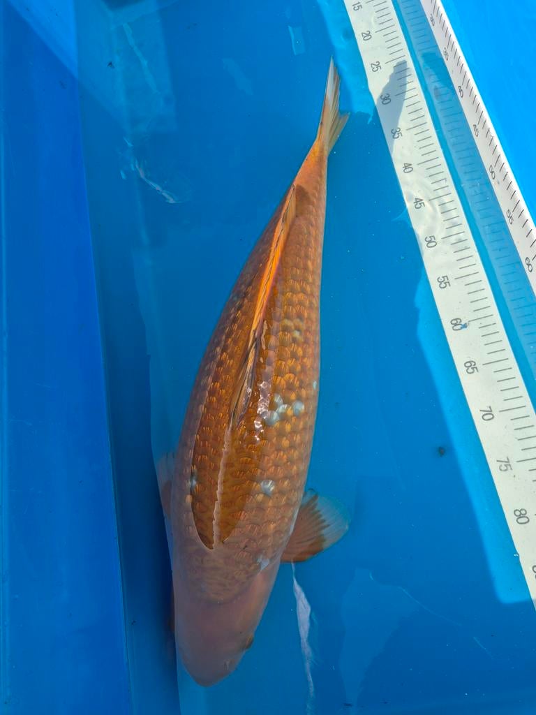 Ginrin Ochiba 65+cm, Karper of Koi