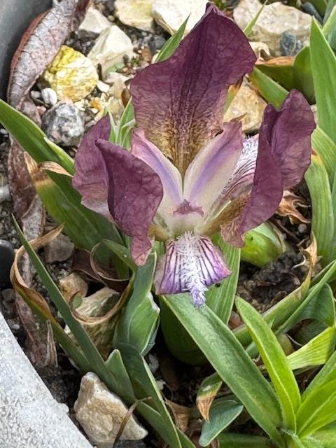 iris suavolens in 9 x 9 cm pot, Tuin en Terras, Planten | Tuinplanten, Volle zon, Vaste plant, Lente, Ophalen