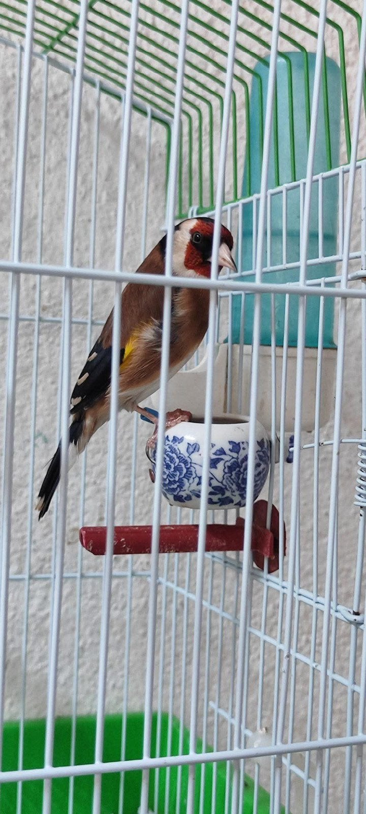 Parva putter man, Mannelijk, Wildzangvogel