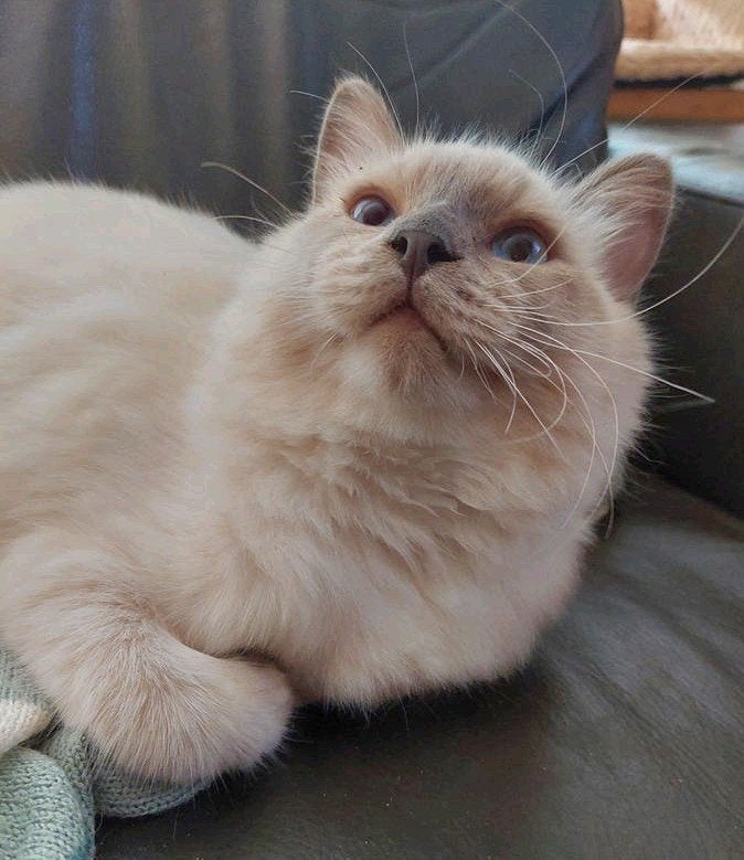 RAGDOLL KITTENS ( KATERS ), Kater, Langharig, 0 tot 2 jaar