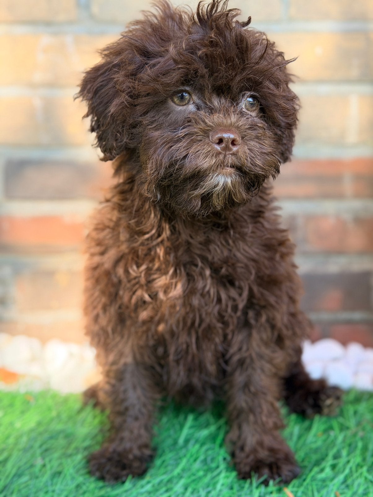 Maltipoo pups te koop!! Prachtige choco/choco merle! Teefjes, Dieren en Toebehoren, Parvo, Overige rassen, 8 tot 15 weken, Meerdere