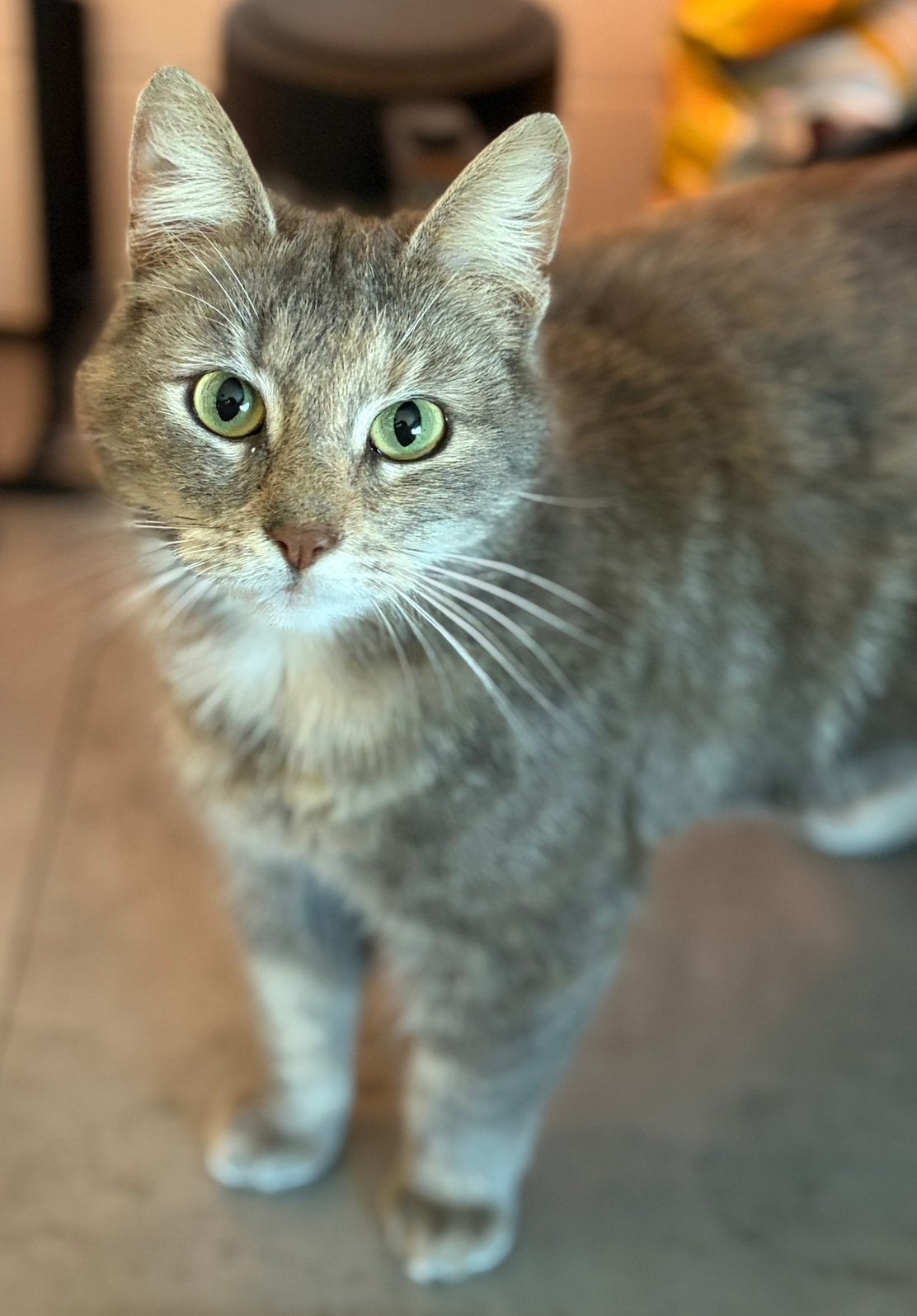 Poes 2 jaar oud, Poes, Langharig, 0 tot 2 jaar