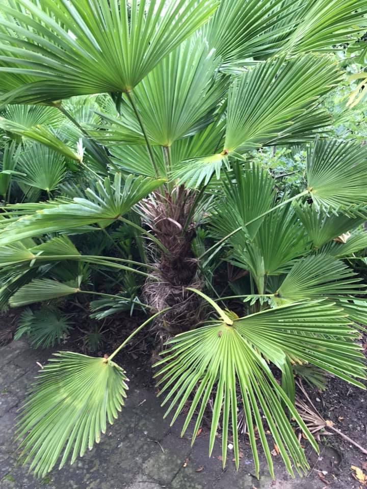 Trachycarpus wagnerianus vanaf 25,-, Ophalen, Lente, Volle zon, Palmboom