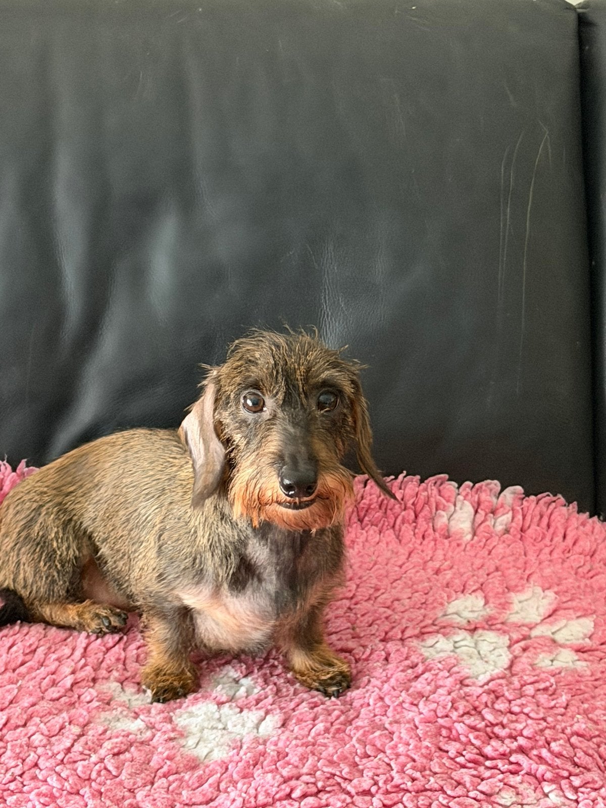 Teckel teefje herplaatser, Teef, Dwerg, Eén hond, 3 tot 5 jaar