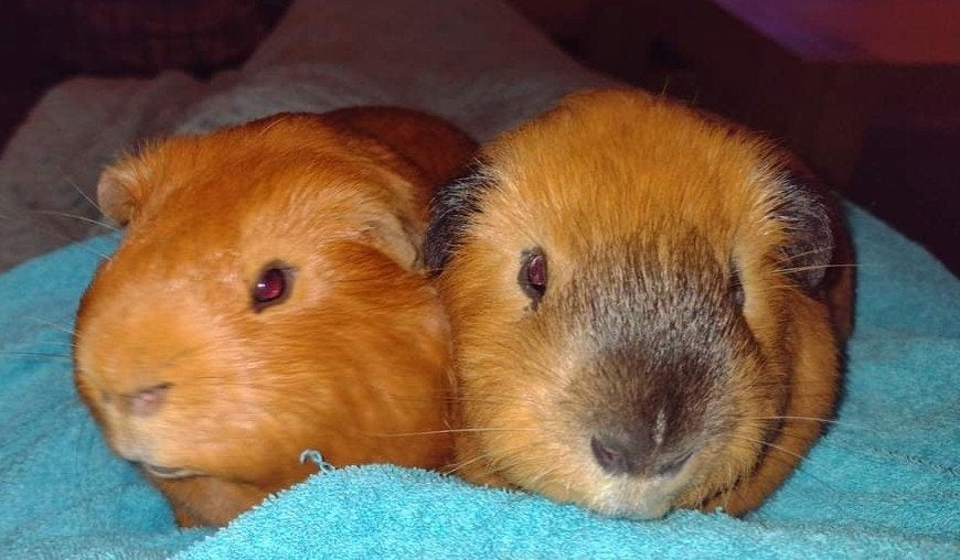 Opvang voor konijn cavia of hamster, Dieren en Toebehoren, Ophalen, Nieuw, Overige typen