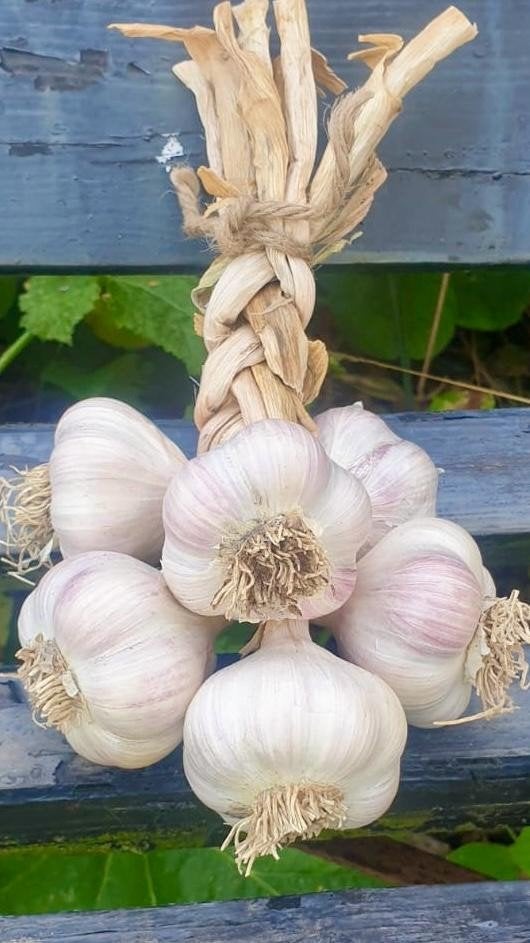 poot knoflook, Ophalen of Verzenden, Volle zon
