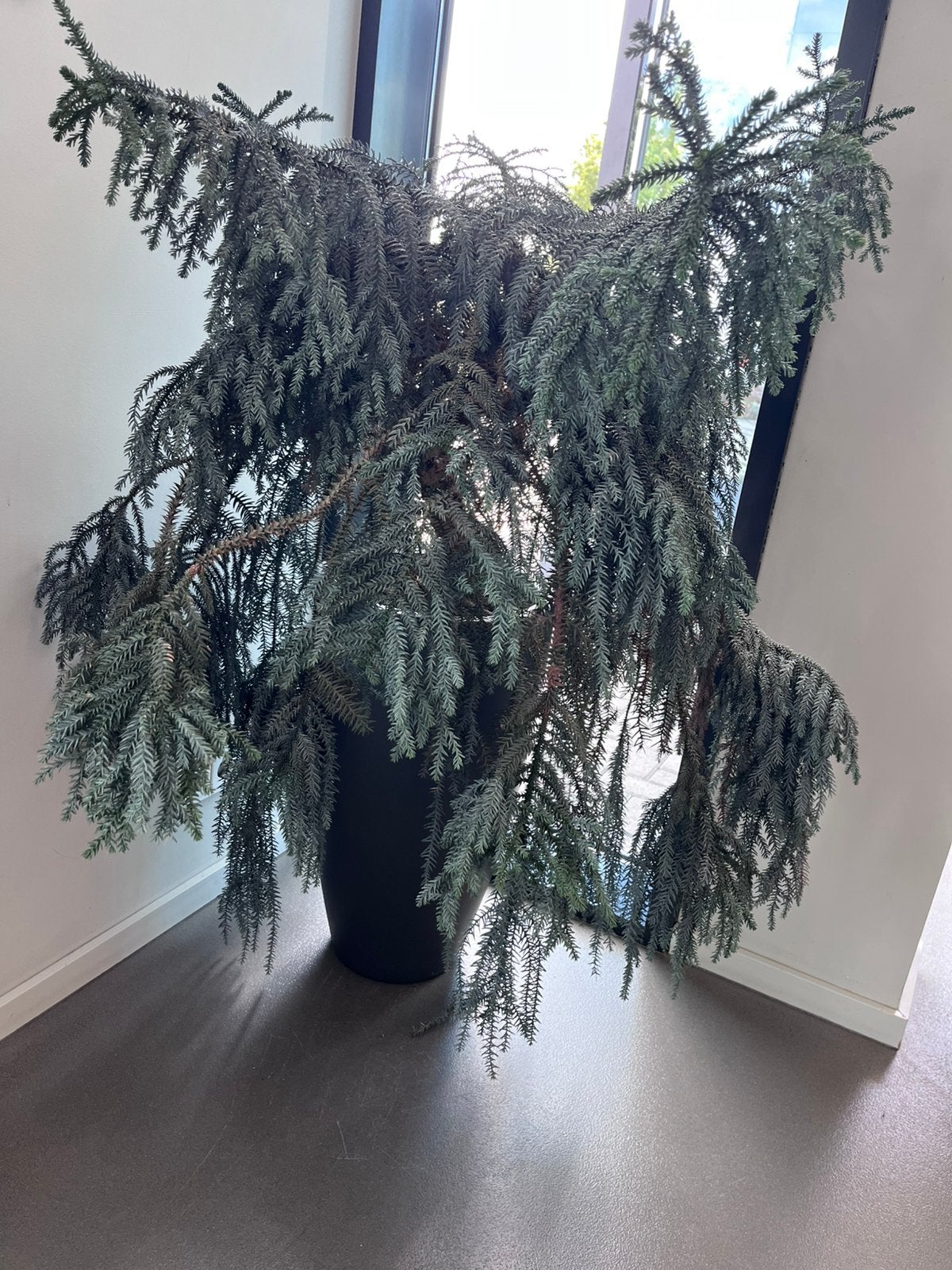 2 stuks grote araucaria in pot, Huis en Inrichting, Ophalen, In pot, Halfschaduw, 150 tot 200 cm