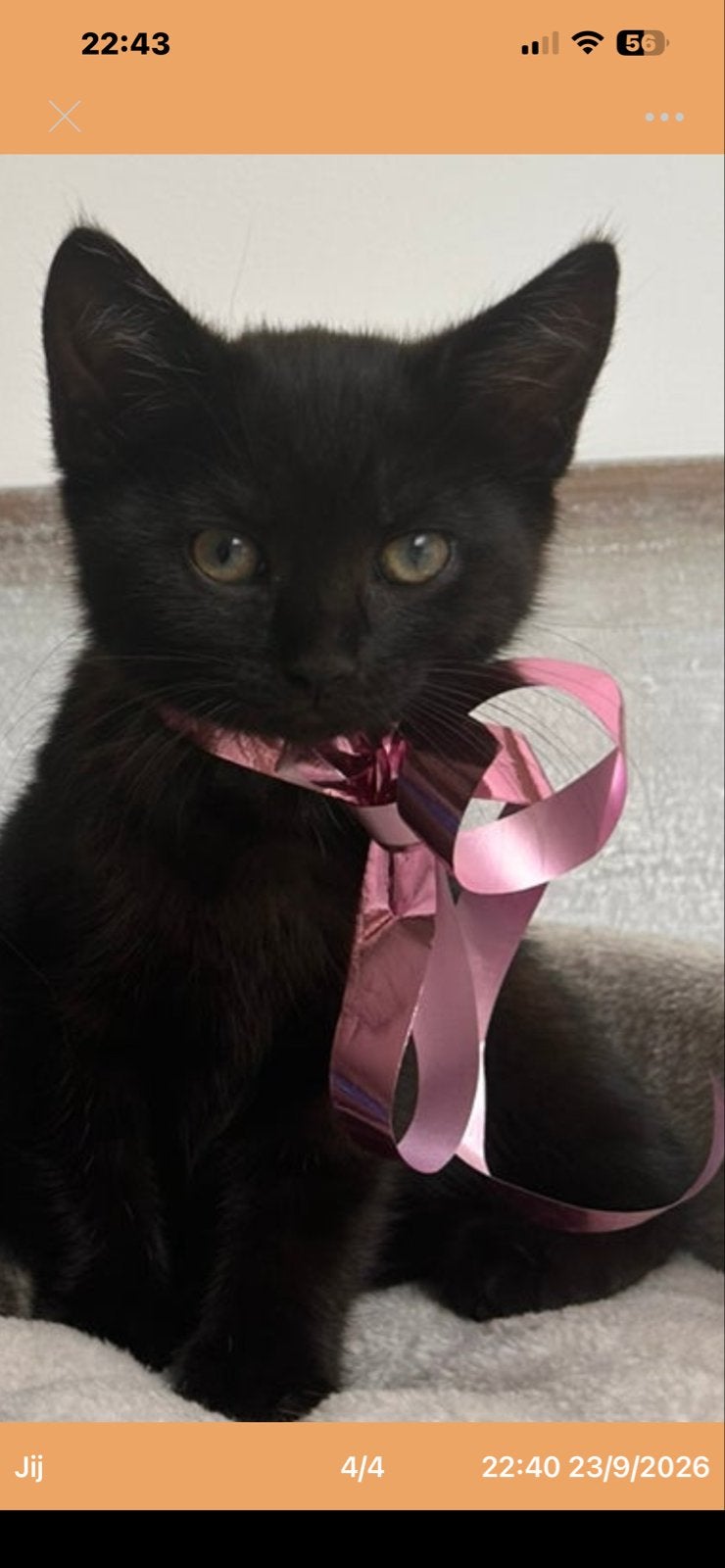 kitten te koop  Brits korthaar., Dieren en Toebehoren
