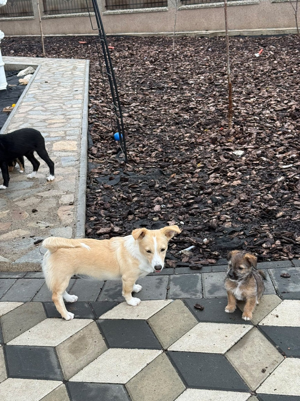 Puppy ter adoptie klein middelgroot, Particulier, 15 weken tot 1 jaar, Buitenland, Meerdere