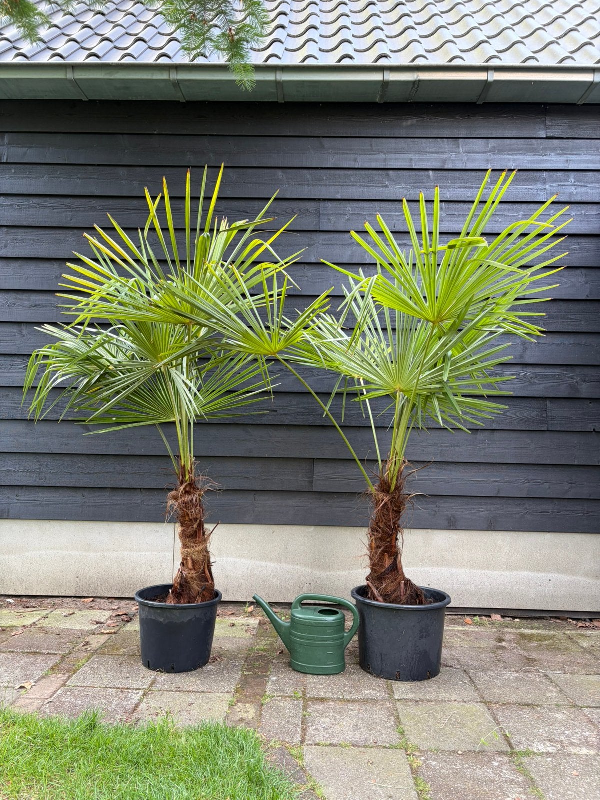 Trachycarpus Fortunei winterharde palmboom, 100 tot 250 cm, Zomer, Palmboom, Ophalen
