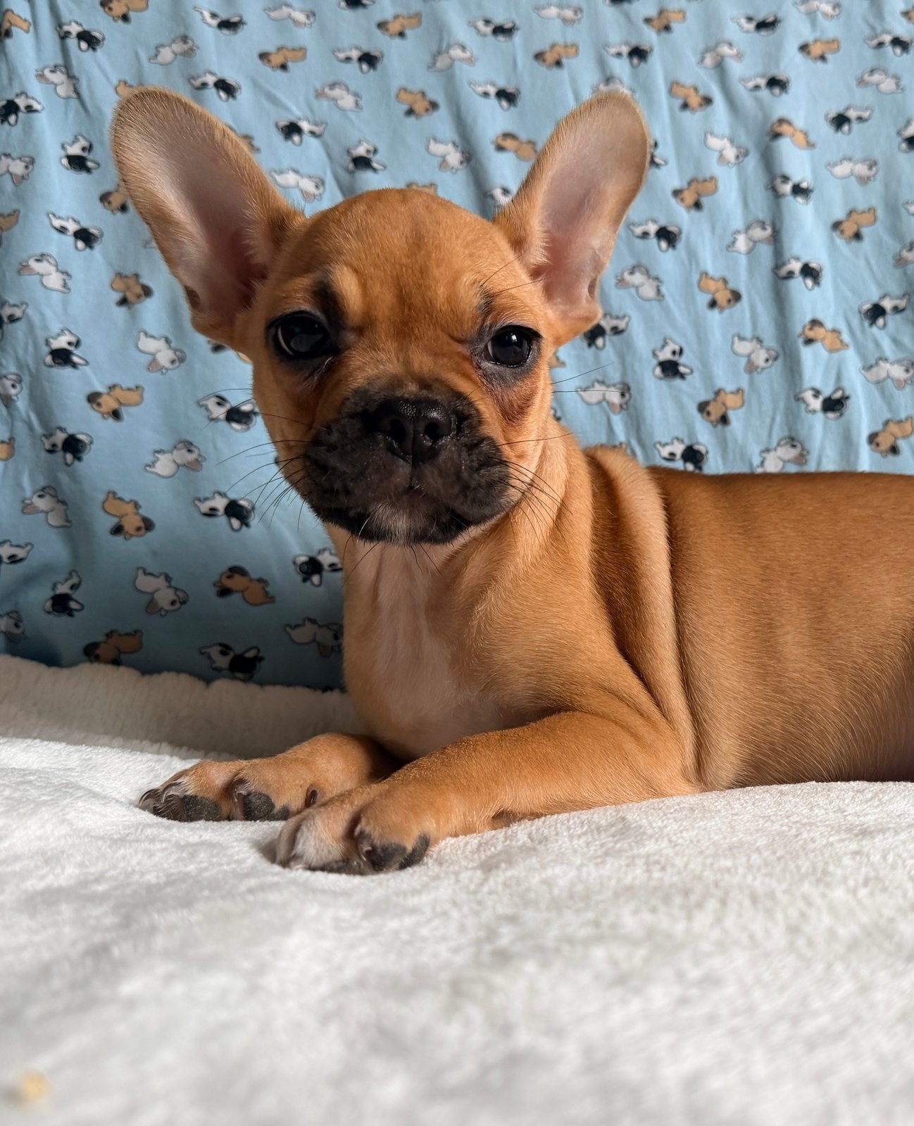 Knappe franse bulldog pups met arfe stamboom, Parvo, 8 tot 15 weken, Bulldog, Meerdere