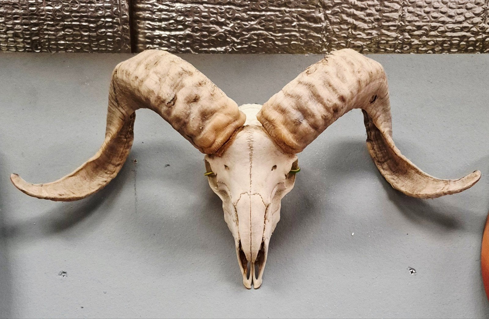 Prachtige schedel met hoorns van een ram, Ophalen, Zo goed als nieuw, Boerderijdier, Schedel