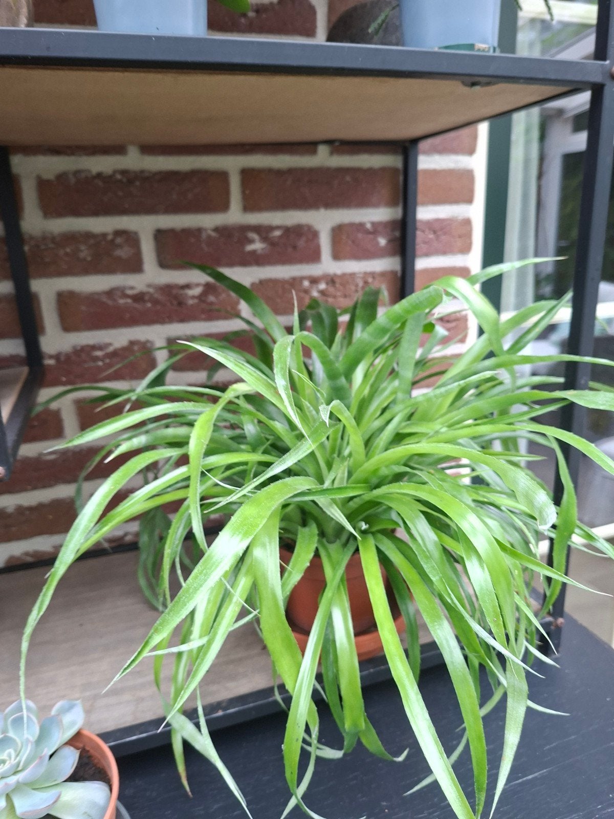 Gezonde Groene Plant, Ophalen, Halfschaduw, Minder dan 100 cm